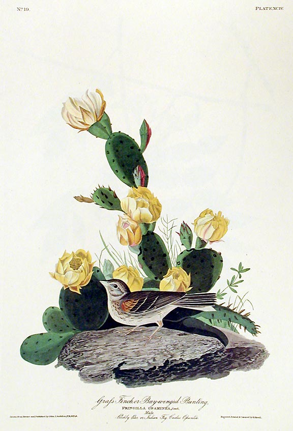 Item #7427 Grass Finch or Bay-winged Bunting. From "The Birds of America" (Amsterdam Edition). John James AUDUBON.