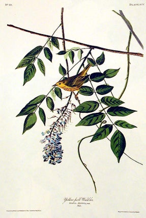 Item #7430 Yellow-poll Warbler. From "The Birds of America" (Amsterdam Edition). John James AUDUBON