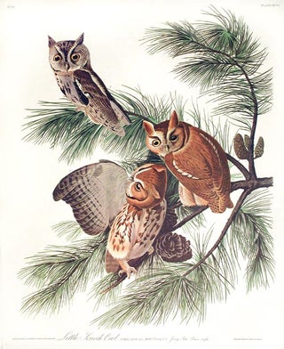 Item #7433 Little Screech Owl. From "The Birds of America" (Amsterdam Edition). John James AUDUBON