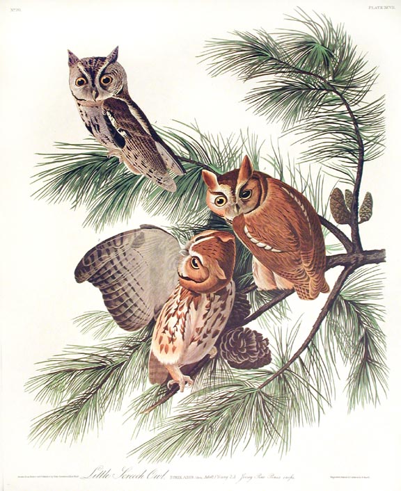 Item #7433 Little Screech Owl. From "The Birds of America" (Amsterdam Edition). John James AUDUBON.