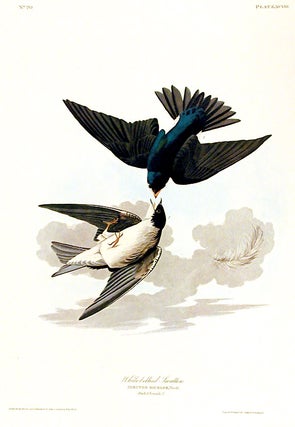 Item #7435 White-bellied Swallow. From "The Birds of America" (Amsterdam Edition). John James...