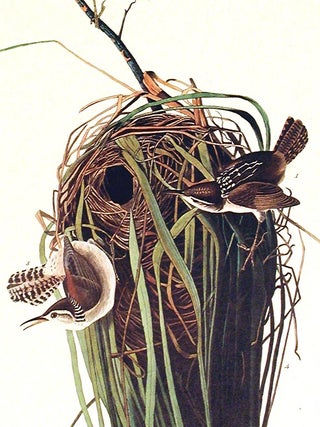 Marsh Wren. From "The Birds of America" (Amsterdam Edition)