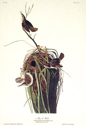Item #7437 Marsh Wren. From "The Birds of America" (Amsterdam Edition). John James AUDUBON