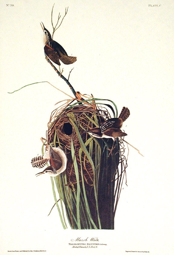 Item #7437 Marsh Wren. From "The Birds of America" (Amsterdam Edition). John James AUDUBON.