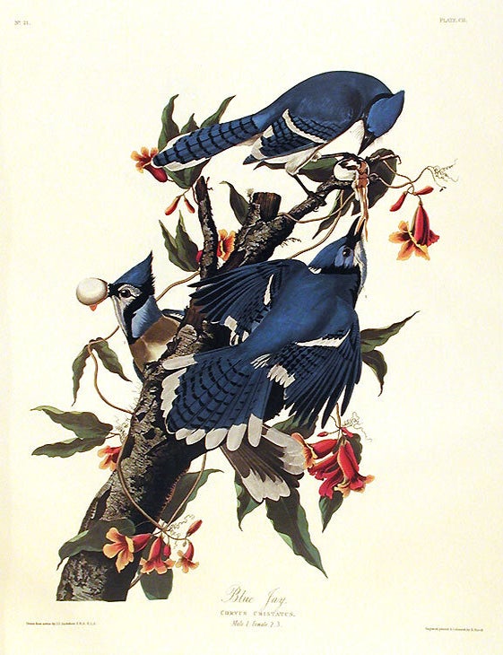 Item #7439 Blue Jay. From "The Birds of America" (Amsterdam Edition). John James AUDUBON.