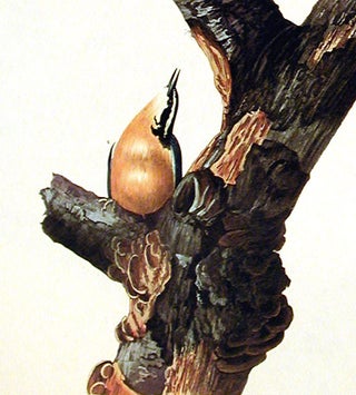 Red-breasted Nuthatch. From "The Birds of America" (Amsterdam Edition)