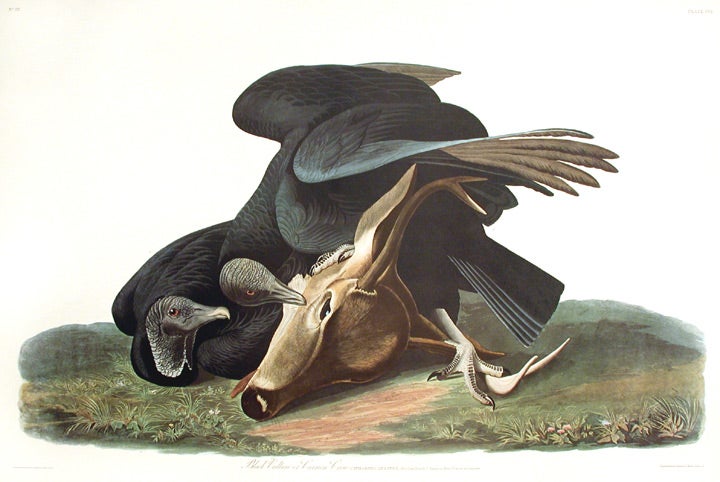 Item #7443 Black Vulture or Carrion Crow. From "The Birds of America" (Amsterdam Edition). John James AUDUBON.