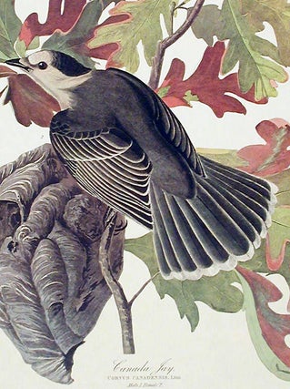 Item #7444 Canada Jay. From "The Birds of America" (Amsterdam Edition). John James AUDUBON