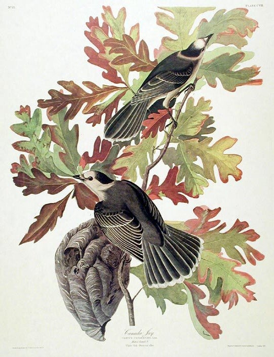 Item #7444 Canada Jay. From "The Birds of America" (Amsterdam Edition). John James AUDUBON.