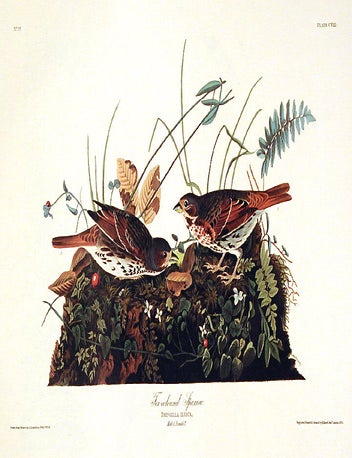 Item #7445 Fox-coloured Sparrow. From "The Birds of America" (Amsterdam Edition). John James AUDUBON.