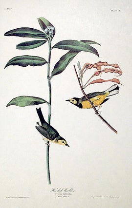 Hooded Warbler. From "The Birds of America" (Amsterdam Edition)