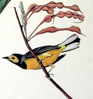 Item #7447 Hooded Warbler. From "The Birds of America" (Amsterdam Edition). John James AUDUBON