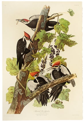 Item #7448 Pileated Woodpecker. From "The Birds of America" (Amsterdam Edition). John James AUDUBON