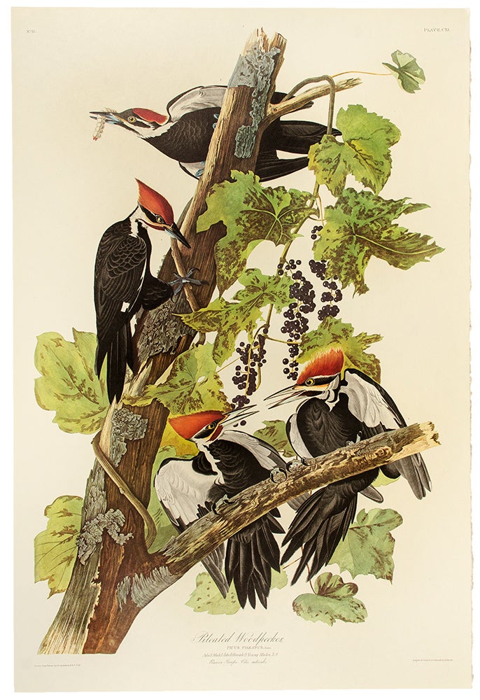 Item #7448 Pileated Woodpecker. From "The Birds of America" (Amsterdam Edition). John James AUDUBON.