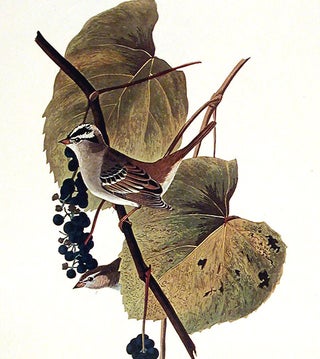 White-crowned Sparrow. From "The Birds of America" (Amsterdam Edition)