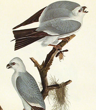 Mississippi Kite. From "The Birds of America" (Amsterdam Edition)