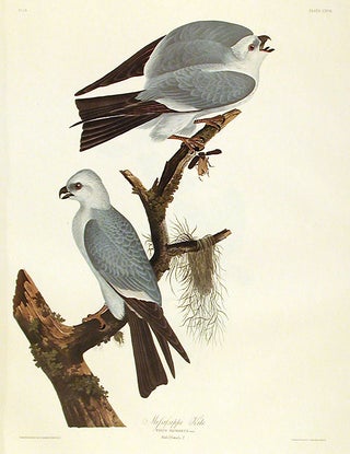 Item #7455 Mississippi Kite. From "The Birds of America" (Amsterdam Edition). John James AUDUBON