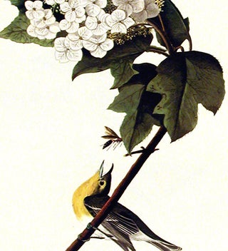Yellow-throated Vireo. From "The Birds of America" (Amsterdam Edition)