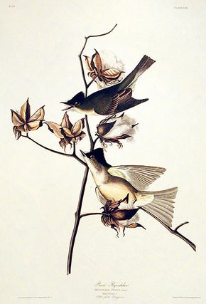 Item #7458 Pewit Flycatcher. From "The Birds of America" (Amsterdam Edition). John James AUDUBON