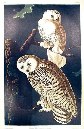Item #7460 Snowy Owl. From "The Birds of America" (Amsterdam Edition). John James AUDUBON