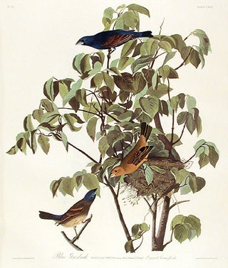 Item #7461 Blue Grosbeak. From "The Birds of America" (Amsterdam Edition). John James AUDUBON