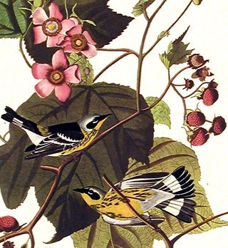 Black & Yellow Warbler. From "The Birds of America" (Amsterdam Edition)