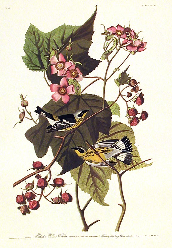 Item #7462 Black & Yellow Warbler. From "The Birds of America" (Amsterdam Edition). John James AUDUBON.
