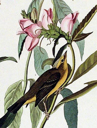 Green Black-capt Flycatcher. From "The Birds of America" (Amsterdam Edition)