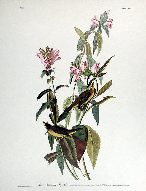 Item #7463 Green Black-capt Flycatcher. From "The Birds of America" (Amsterdam Edition). John James AUDUBON.