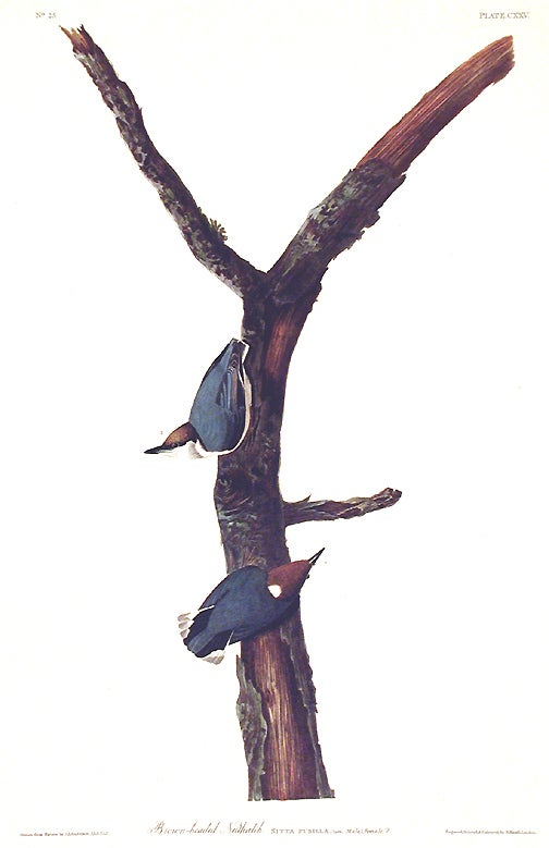 Item #7464 Brown headed Nuthatch. From "The Birds of America" (Amsterdam Edition). John James AUDUBON.