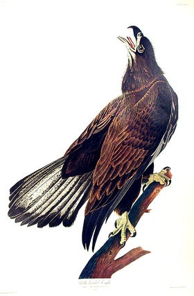 Item #7465 White headed Eagle. From "The Birds of America" (Amsterdam Edition). John James AUDUBON