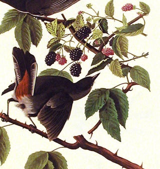 Cat Bird. From "The Birds of America" (Amsterdam Edition)