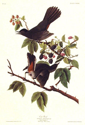 Item #7467 Cat Bird. From "The Birds of America" (Amsterdam Edition). John James AUDUBON
