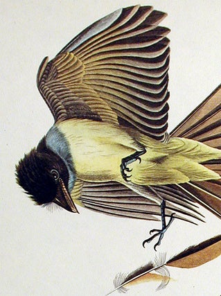 Great Crested Flycatcher. From "The Birds of America" (Amsterdam Edition)