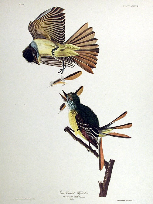 Item #7468 Great Crested Flycatcher. From "The Birds of America" (Amsterdam Edition). John James AUDUBON.