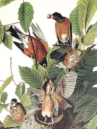American Robin. From "The Birds of America" (Amsterdam Edition)