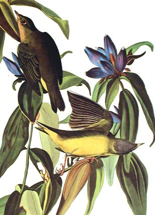Connecticut Warbler. From "The Birds of America" (Amsterdam Edition)