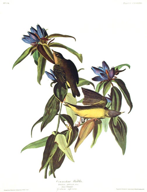 Item #7477 Connecticut Warbler. From "The Birds of America" (Amsterdam Edition). John James AUDUBON.