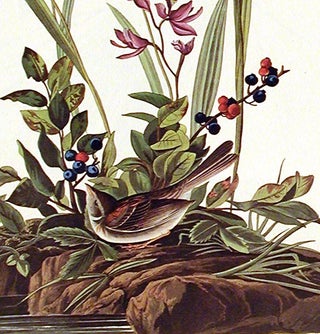Field Sparrow. From "The Birds of America" (Amsterdam Edition)