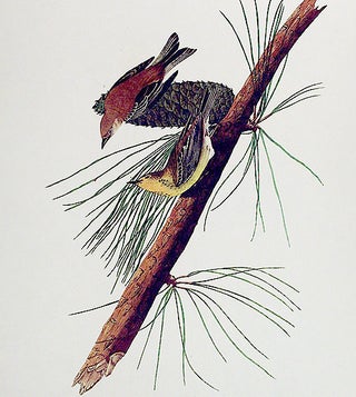 Pine Creeping Warbler. From "The Birds of America" (Amsterdam Edition)