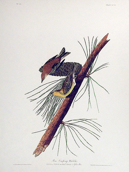 Item #7480 Pine Creeping Warbler. From "The Birds of America" (Amsterdam Edition). John James AUDUBON.