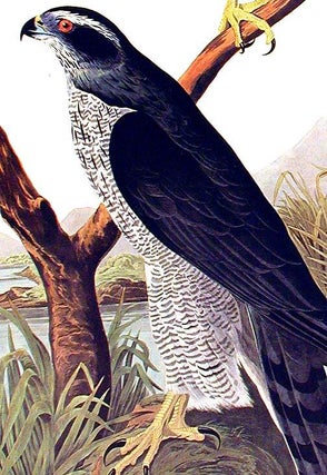 Goshawk...Stanley Hawk. From "The Birds of America" (Amsterdam Edition)