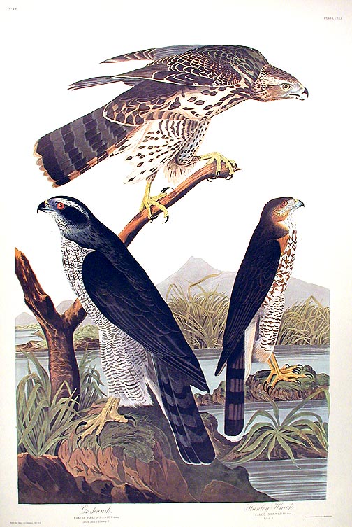 Item #7481 Goshawk...Stanley Hawk. From "The Birds of America" (Amsterdam Edition). John James AUDUBON.