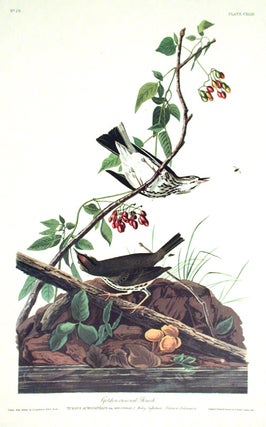 Item #7483 Golden-crowned Thrush. From "The Birds of America" (Amsterdam Edition). John James...