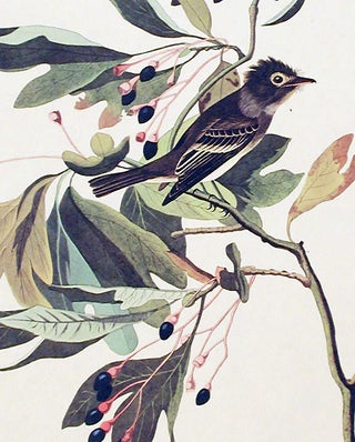 Item #7484 Small Green Crested Flycatcher. From "The Birds of America" (Amsterdam Edition). John...