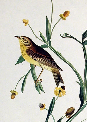 Small Yellow Red-poll Warbler. From "The Birds of America" (Amsterdam Edition)