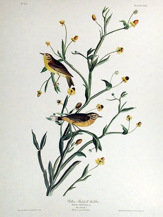 Item #7485 Small Yellow Red-poll Warbler. From "The Birds of America" (Amsterdam Edition). John...