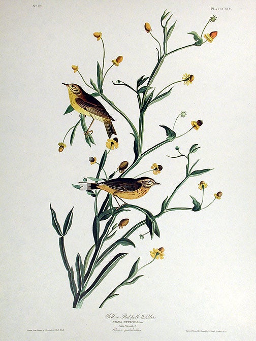 Item #7485 Small Yellow Red-poll Warbler. From "The Birds of America" (Amsterdam Edition). John James AUDUBON.