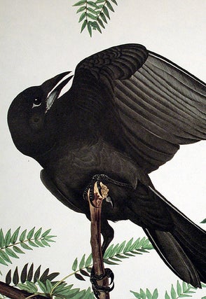 Fish Crow. From "The Birds of America" (Amsterdam Edition)