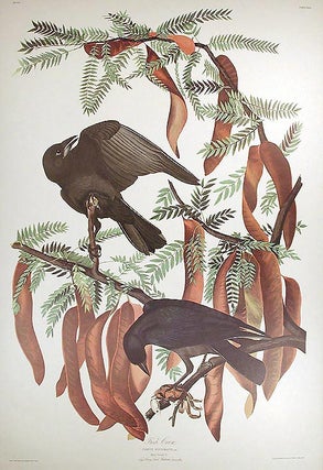 Item #7486 Fish Crow. From "The Birds of America" (Amsterdam Edition). John James AUDUBON